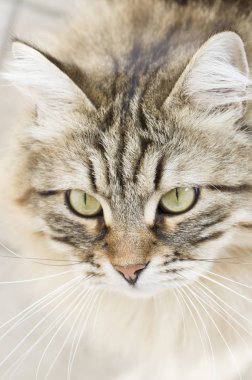 çok güzel kahverengi Sibirya kedi seyir