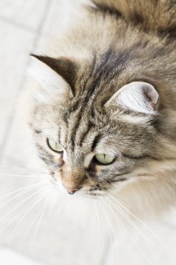 Sibirya doğurmak sevimli kedi