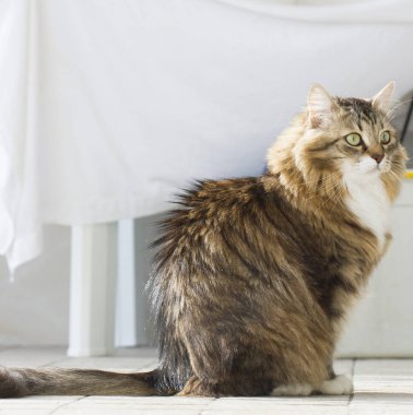 Sibirya doğurmak evde ihale kedi