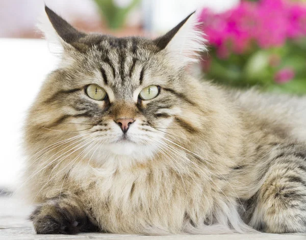 Prachtvolle braune Katze liegt im Garten — Stockfoto