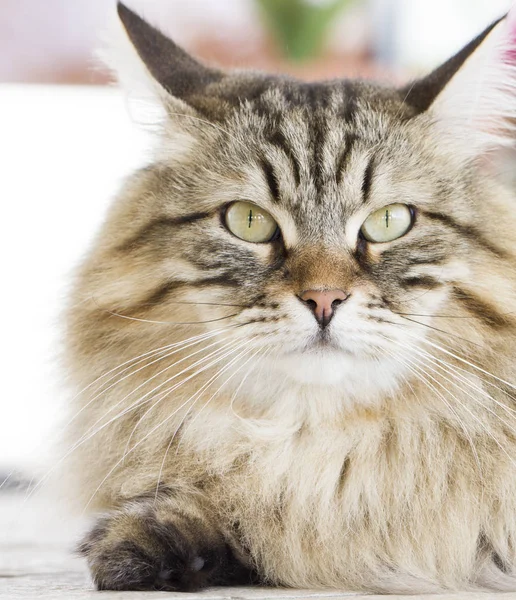 Hermoso gato marrón acostado en el jardín — Foto de Stock