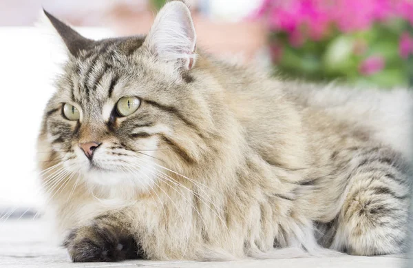 Hermoso gato marrón acostado en el jardín —  Fotos de Stock