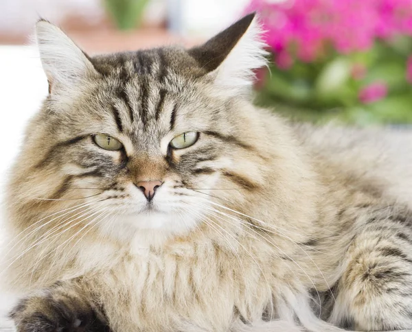 Güzel kahverengi kedi içinde belgili tanımlık Bahçe yalan