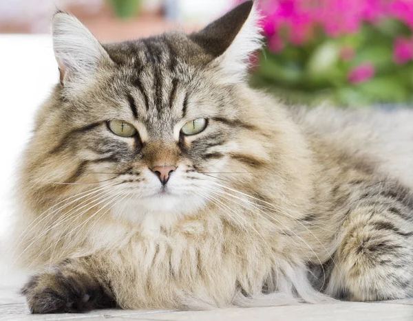 화려한 갈색 고양이 정원에 누워 — 스톡 사진