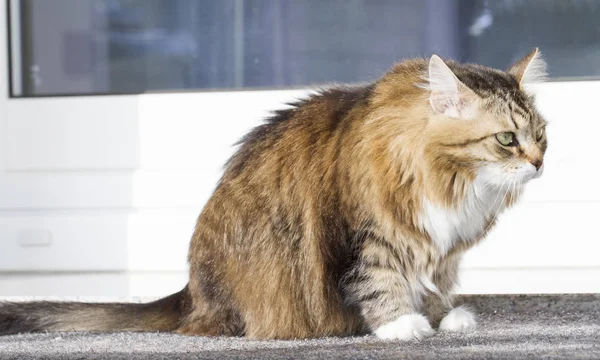 Tender cat of siberian breed in the house — Stock Photo, Image