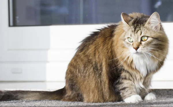 Sibirya doğurmak evde ihale kedi — Stok fotoğraf