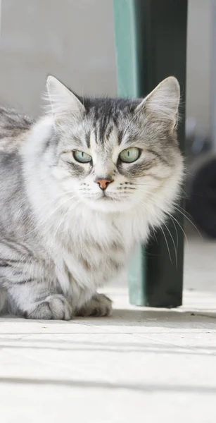Bellissimo gatto domestico d'argento di razza siberiana in giardino — Foto Stock