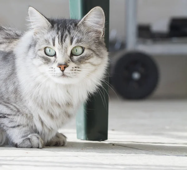 Sibirya cins bahçede güzel gümüş yerli kedi