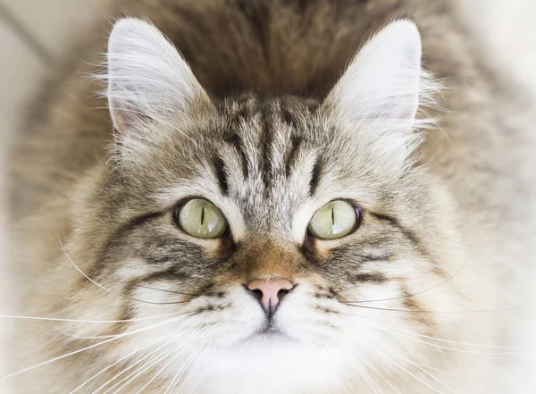 Adorable cat of siberian breed — Stock Photo, Image