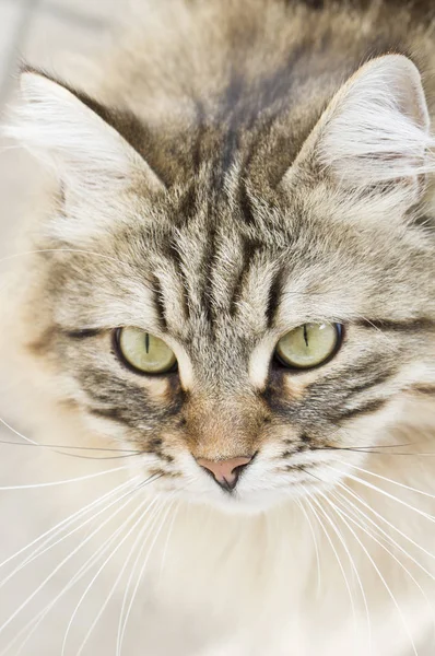 Rozkošné hnědé sibiřská kočka vyhledávání — Stock fotografie