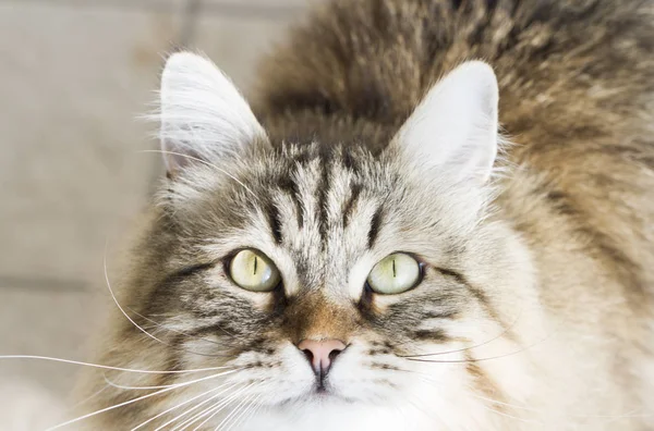 Adorable brown siberian cat looking up — Stock Photo, Image
