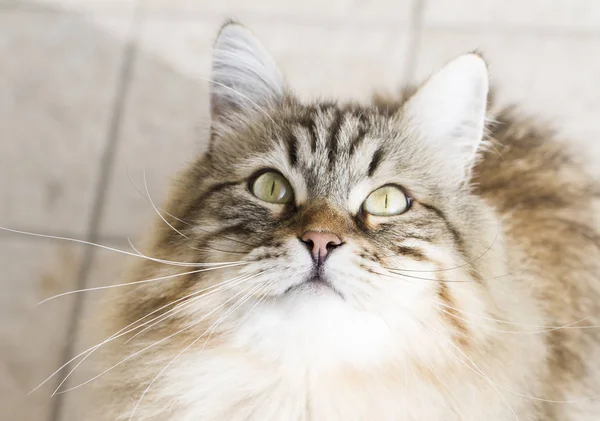 Adorable brown siberian cat looking up — Stock Photo, Image