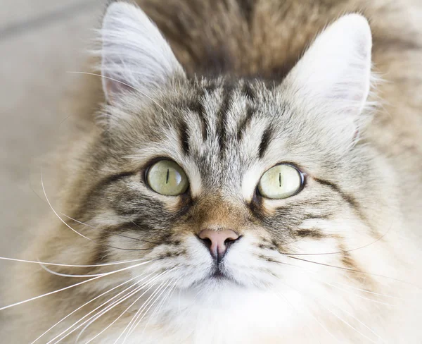 Чарівний коричневий сибірський кіт дивиться вгору — стокове фото