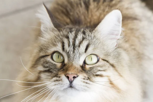 Очаровательный коричневый сибирский кот смотрит вверх — стоковое фото