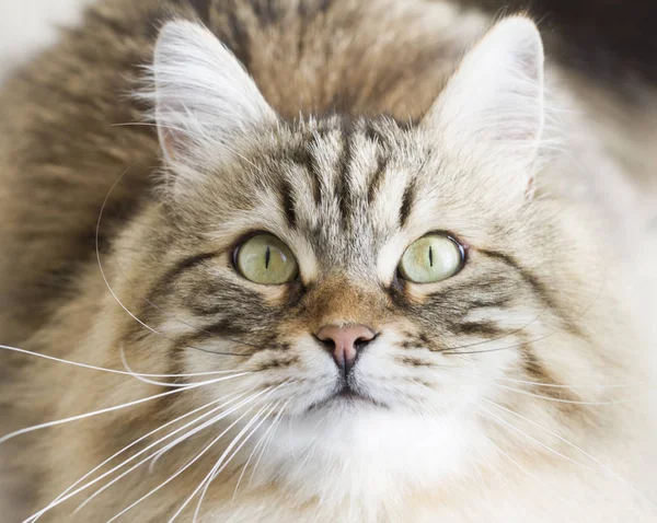 Чарівний коричневий сибірський кіт дивиться вгору — стокове фото