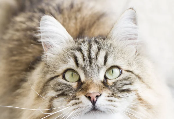 Adorable marrón siberiano gato mirando arriba — Foto de Stock