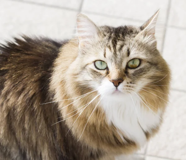 Chat tendre de race sibérienne dans la maison — Photo