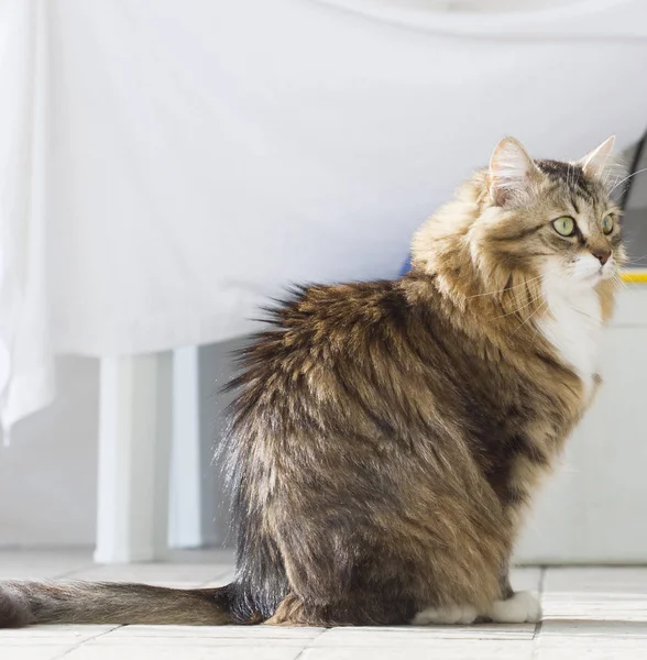 Tierno gato de siberiano crianza en la casa —  Fotos de Stock