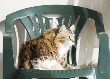 Sandalyede tatlı Sibirya kahverengi kedi