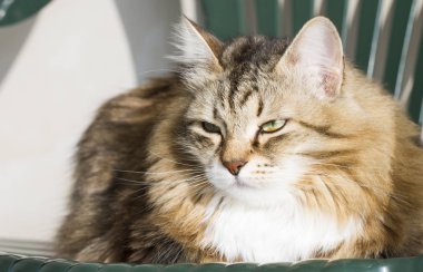 Sandalyede tatlı Sibirya kahverengi kedi