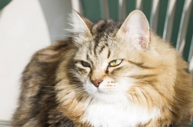 Sandalyede tatlı Sibirya kahverengi kedi