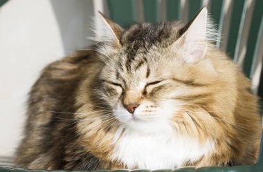 Sandalyede tatlı Sibirya kahverengi kedi