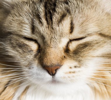 Ön planda bir güzel kahverengi beyaz siberian kedi