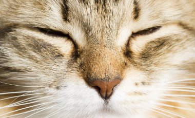 Ön planda bir güzel kahverengi beyaz siberian kedi