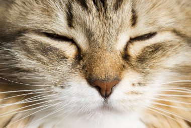 Ön planda bir güzel kahverengi beyaz siberian kedi