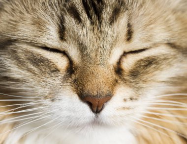 Ön planda bir güzel kahverengi beyaz siberian kedi