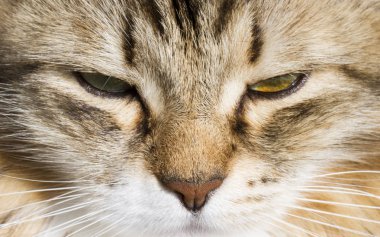 Ön planda bir güzel kahverengi beyaz siberian kedi