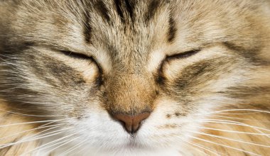 Ön planda bir güzel kahverengi beyaz siberian kedi