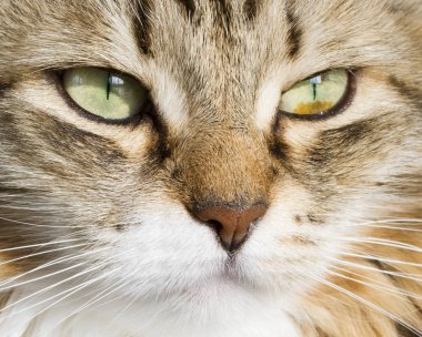 Ön planda bir güzel kahverengi beyaz siberian kedi