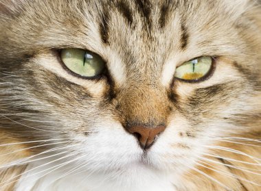 Ön planda bir güzel kahverengi beyaz siberian kedi