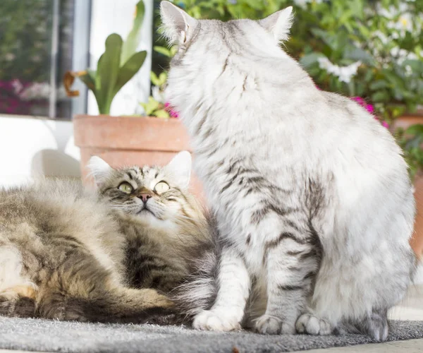 Piękny srebrny domowego kota rasy syberyjskiej w ogrodzie — Zdjęcie stockowe