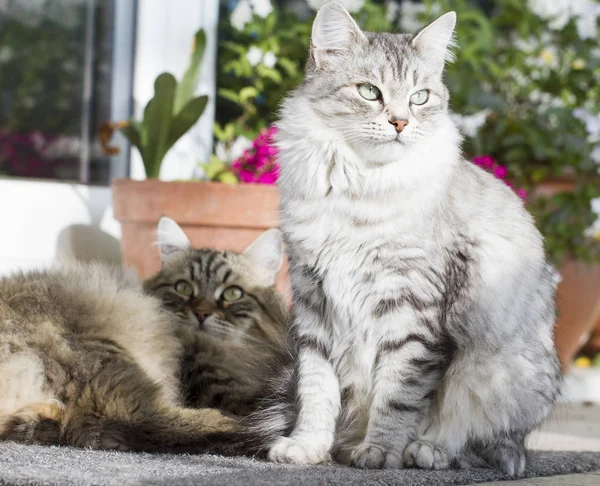 Piękny srebrny domowego kota rasy syberyjskiej w ogrodzie — Zdjęcie stockowe