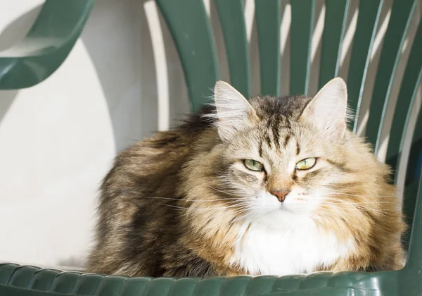 Sandalyede tatlı Sibirya kahverengi kedi — Stok fotoğraf