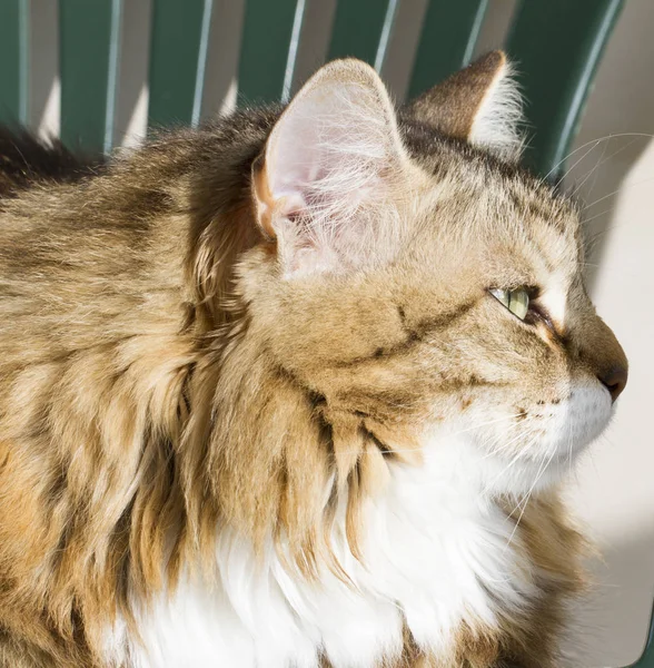 Piękno brązowy biały kot na krześle — Zdjęcie stockowe