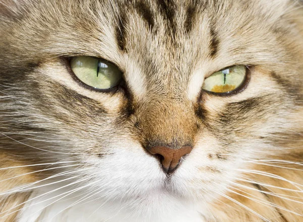 Voorgrond van een mooie bruine witte Siberische Kat — Stockfoto