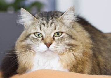 kahverengi beyaz siberian kedi kanepede