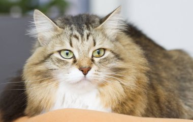 kahverengi beyaz siberian kedi kanepede