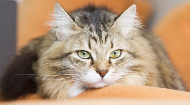 kahverengi beyaz siberian kedi kanepede