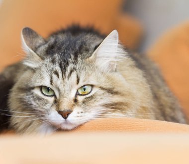 kahverengi beyaz siberian kedi kanepede