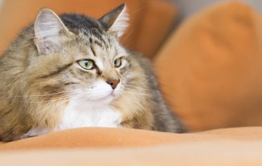 kahverengi beyaz siberian kedi kanepede