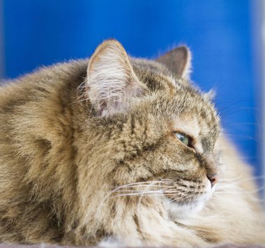 kahverengi tekir uskumru kedi Sibirya doğurmak