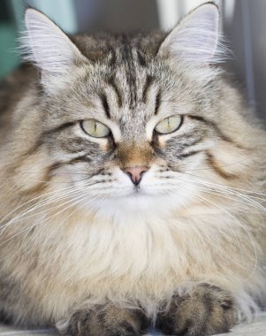 erkek Sibirya kedi açık