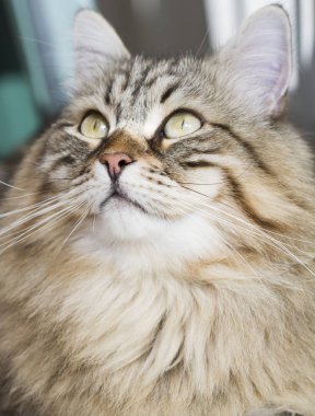 erkek Sibirya kedi açık