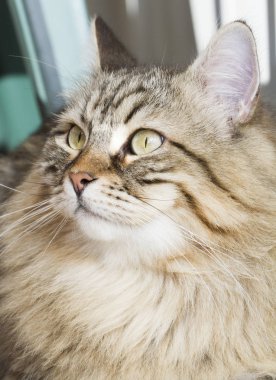 erkek Sibirya kedi açık