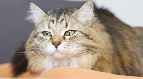 Brown white siberian cat on the sofa — Stock Photo, Image