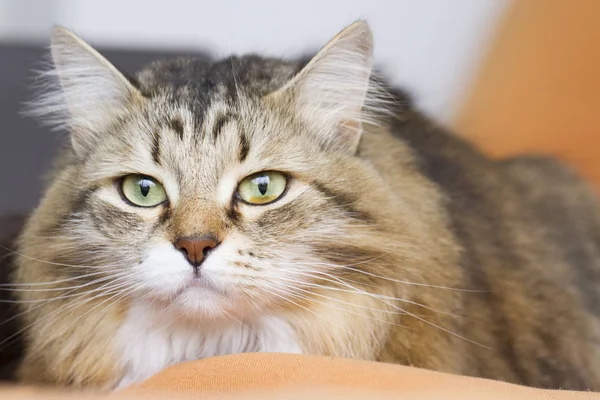 Gato siberiano branco marrom no sofá — Fotografia de Stock